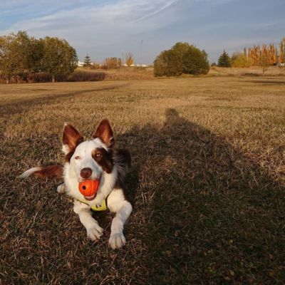 Dodger Dog Park 