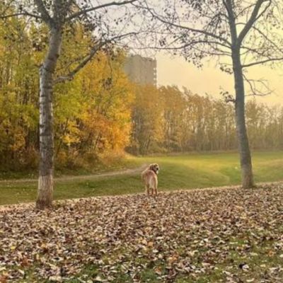 Callingwood Dog Park