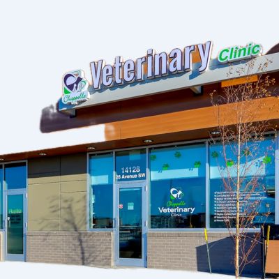 Chappelle Veterinary Clinic 