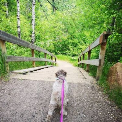 Mill Creek Off - leash trail - Allen Grey Park