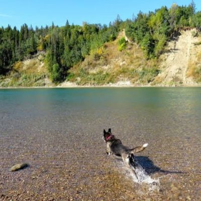 Terwilligar Dog Park 