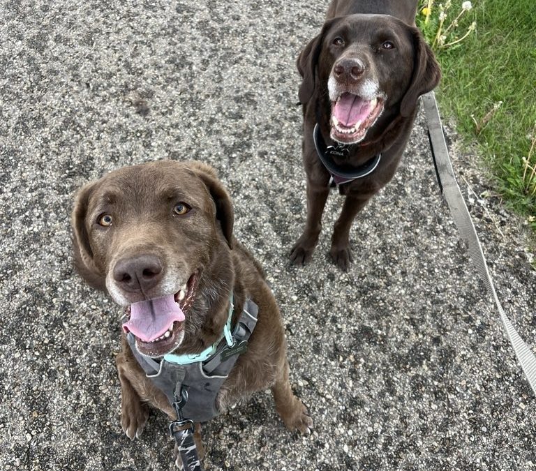 One-on-One Dog Training vs. Group Classes: Which Is Right for Your Dog?